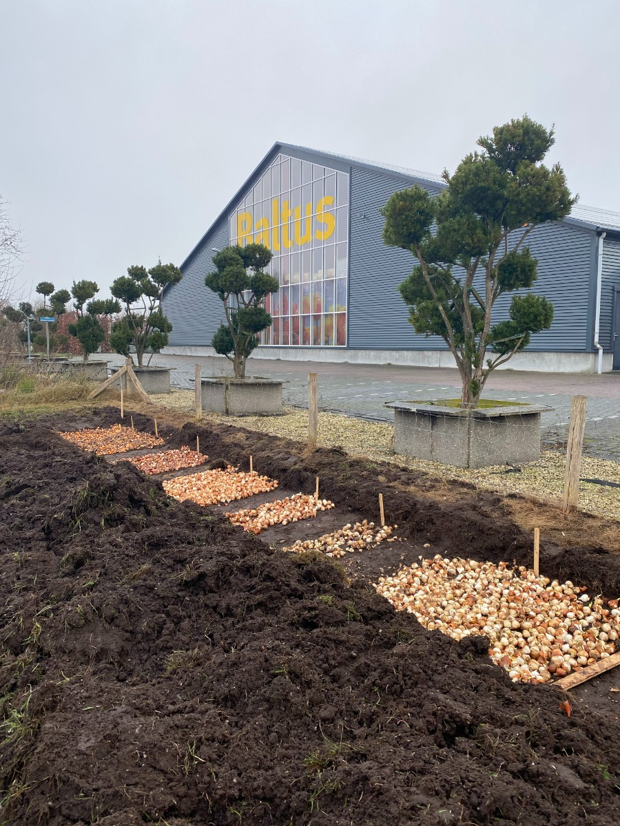 bloembollenplantdag