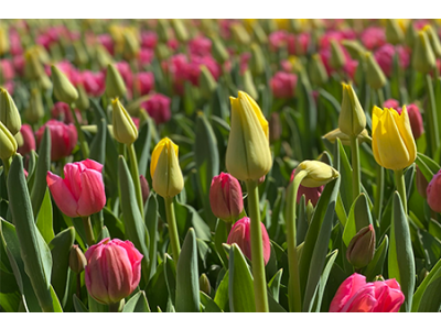 Bloembollen planten in een bloemenbed