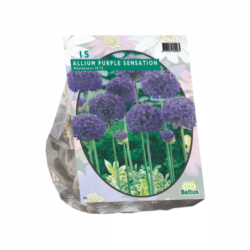 Allium purple sensation