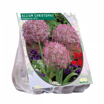 Allium Christophii