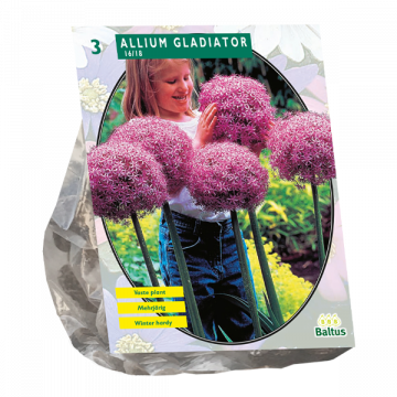 Allium Gladiator