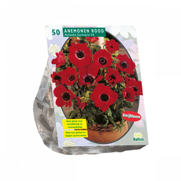 Anemone Hollandia per 50