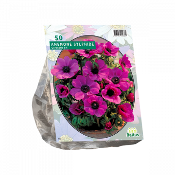 Anemone Sylphide per 50