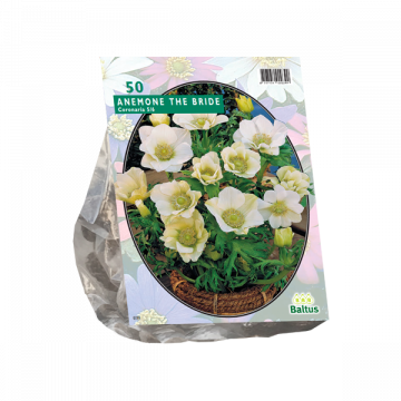 Anemone The Bride per 50