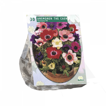 Anemone de Caen, Mix per 30