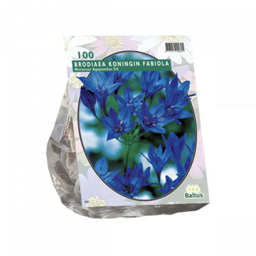 Brodiaea Fabiola per 100