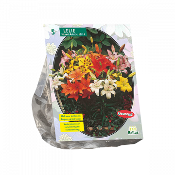 Lilium Mix per 5