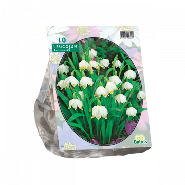Leucojum per 10