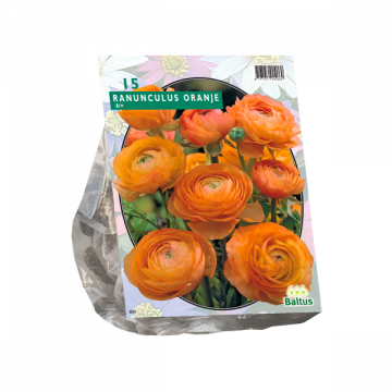 Ranunculus Orangje