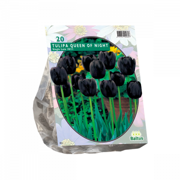 Tulipa Queen of Night