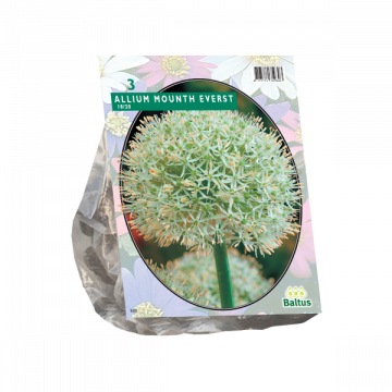 Allium Mounth Everst