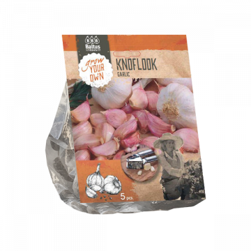 Knoflookbollen per 5