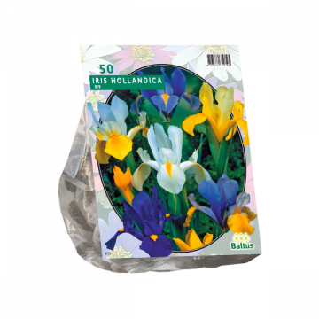 Iris Hollandica per 50