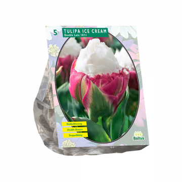 Tulipa Ice Cream per 5