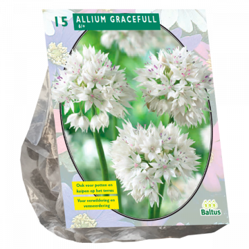 Allium Gracefull