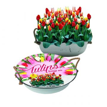 Tulpen Greigii Mix in Teil