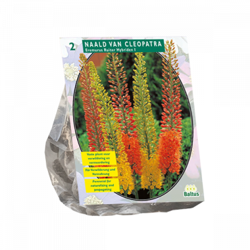 Eremurus Ruiter Hybriden Mix per 2