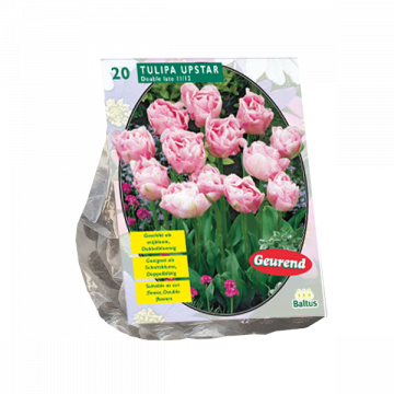 Tulipa Upstar 