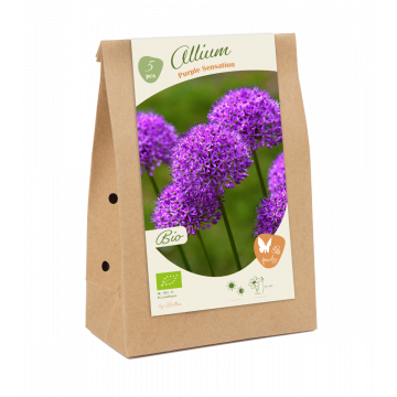 BIO - Allium Purple Sensation per 5