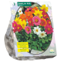 Dahlia Mignon Mix per 3