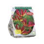 Gloriosa Rothschildiana per 2