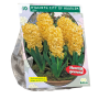 Hyacinth City of Haarlem per 10