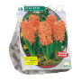 Hyacinth Gipsy Queen per 10