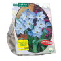 Ipheion per 100