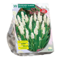 Muscari Botryoides Album per 30