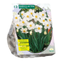 Narcis Actea per 12