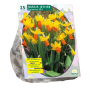 Narcis Mini Jetfire, Geel/Oranje per 25