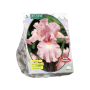 Iris Germanica, Roze per 3