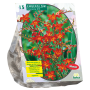 Crocosmia Emberglow per 15