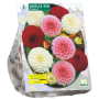 Dahlia Pompon Mix per 3