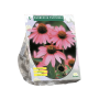 Rudbeckia Purpurea per 5