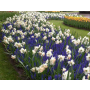 Mengsel Het Loo - Praha (per m2)