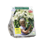 Lilium Pretty Woman (Boomlelie) per 3
