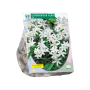 Chionodoxa Alba
