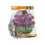 Allium Oreophilum
