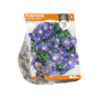 Anemone Blanda Blue Shades
