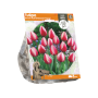 Tulipa Darwin Hybrid Russian Princess
