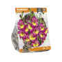 Gladiolus Far West (SP) per 7