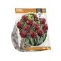 Tulipa Parrot Rococo