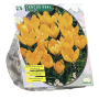 Crocus Geel