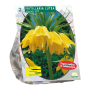 Fritillaria Lutea
