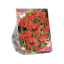 Mini Tulpen Linifolia