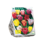 Tulipa Gefranjerd Mix per 15