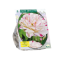 Tulipa Danceline