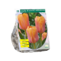 Tulipa Blushing Impression, Darwin per 10