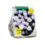 Crocus Blue Pearl